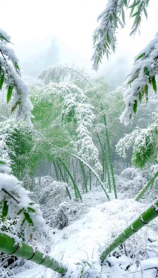 竹林雪景