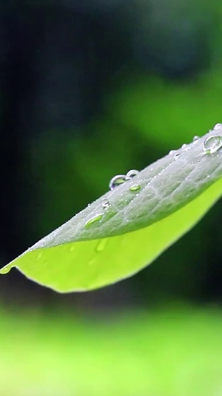 绿叶春雨