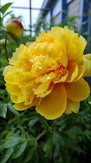 超高清护眼芍药花