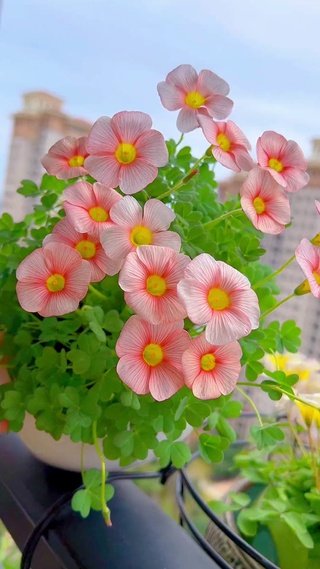 喇叭花