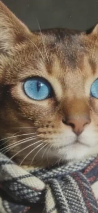 阿西西比猫咪（非主题）