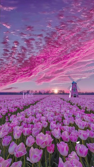 浪漫郁金香花海