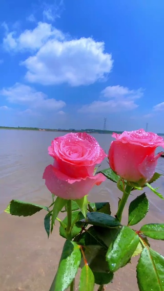 母亲节快乐