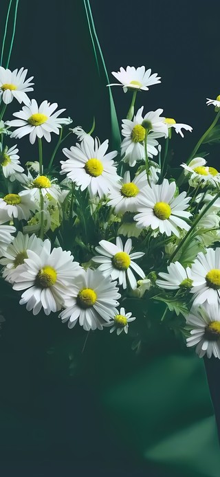 白色小邹菊