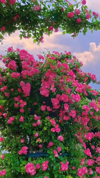 浪漫花墙