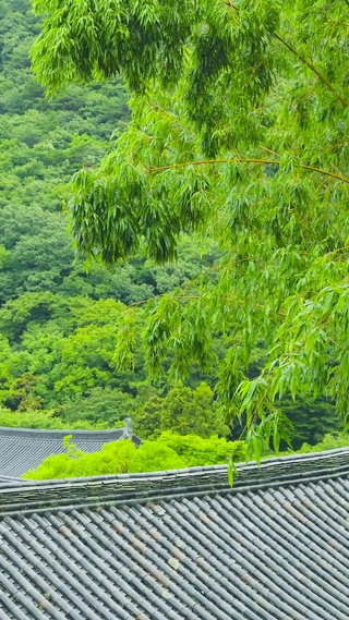 护眼雨天翠竹