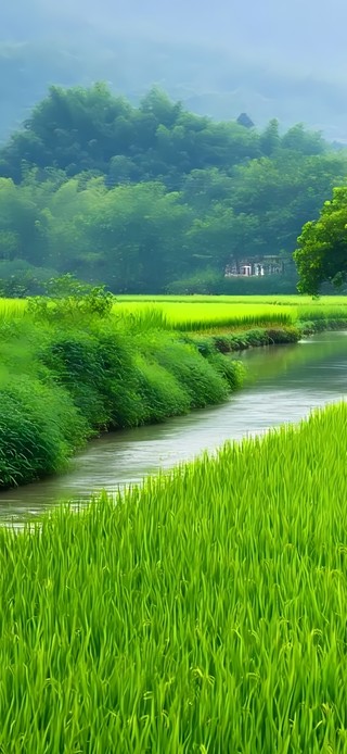 绿色田野