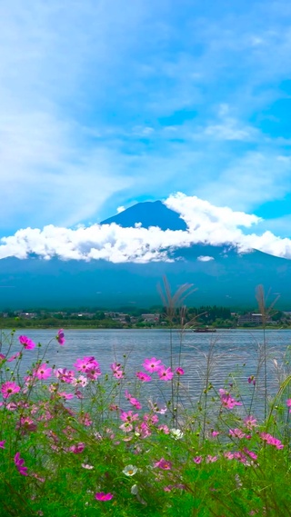 湖边小野花