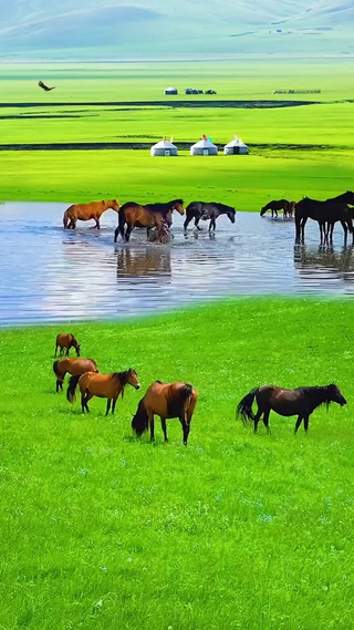 马儿戏水释逍遥