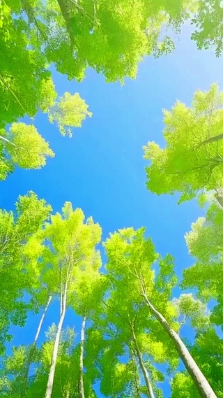 向阳而生4K