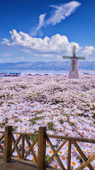 雏菊花海