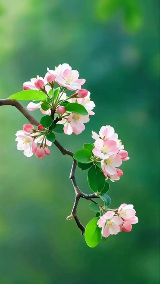 花落