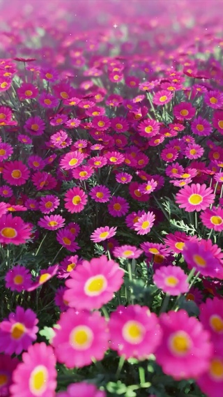 唯美花海