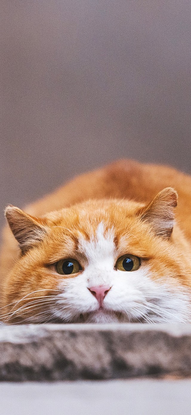 4K超萌，生活不易猫猫叹气