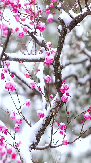 风雪梅花三弄