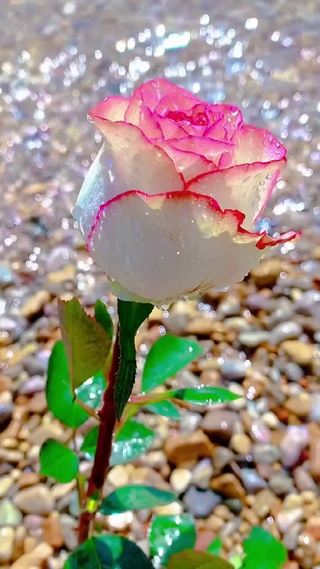 玫瑰花开