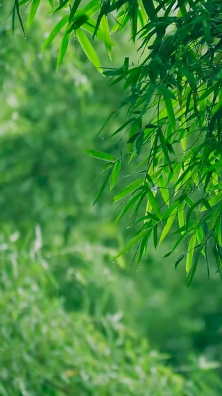 夏日雨中绿竹