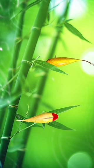 锦鲤戏水