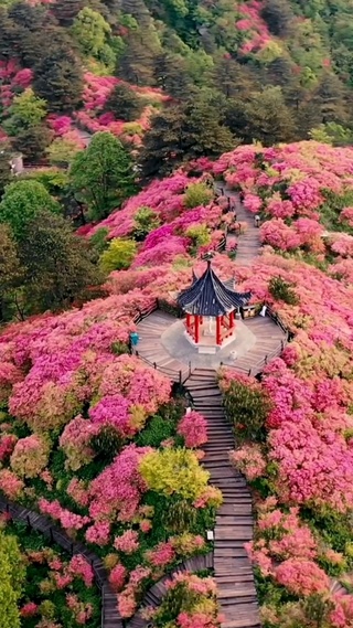 漫山遍野杜鹃红