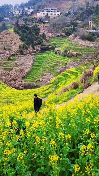 梯形油菜花田