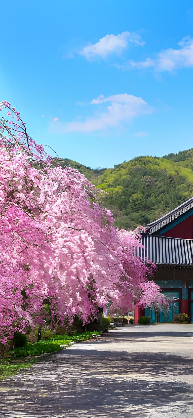 4k山神庙外樱花