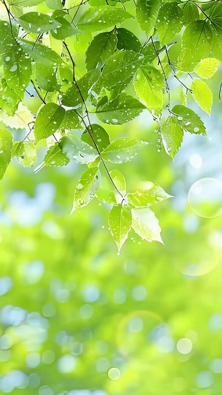护眼树木雨滴