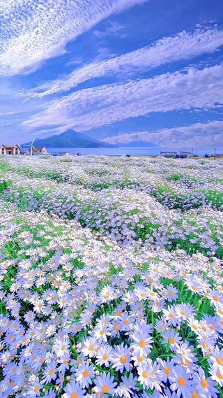 蓝天白云雏菊花海