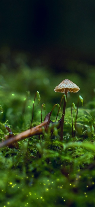 护眼森林草地