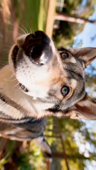 狗子一脸懵逼的小眼神