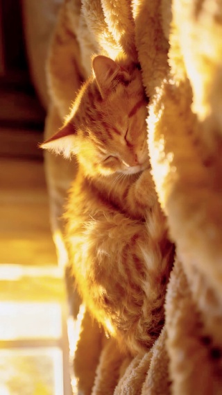 毯子上的毛茸茸