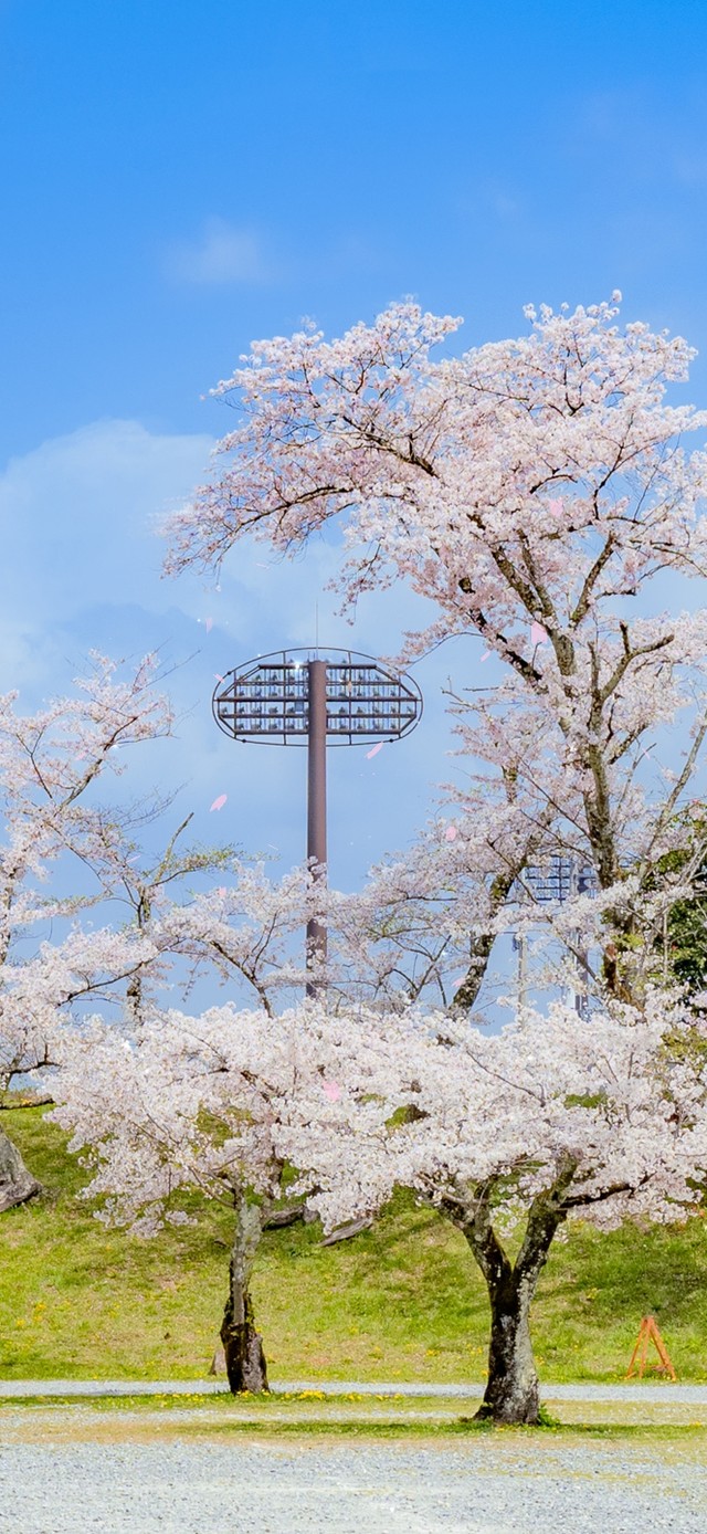 4k唯美治愈日系樱花公园