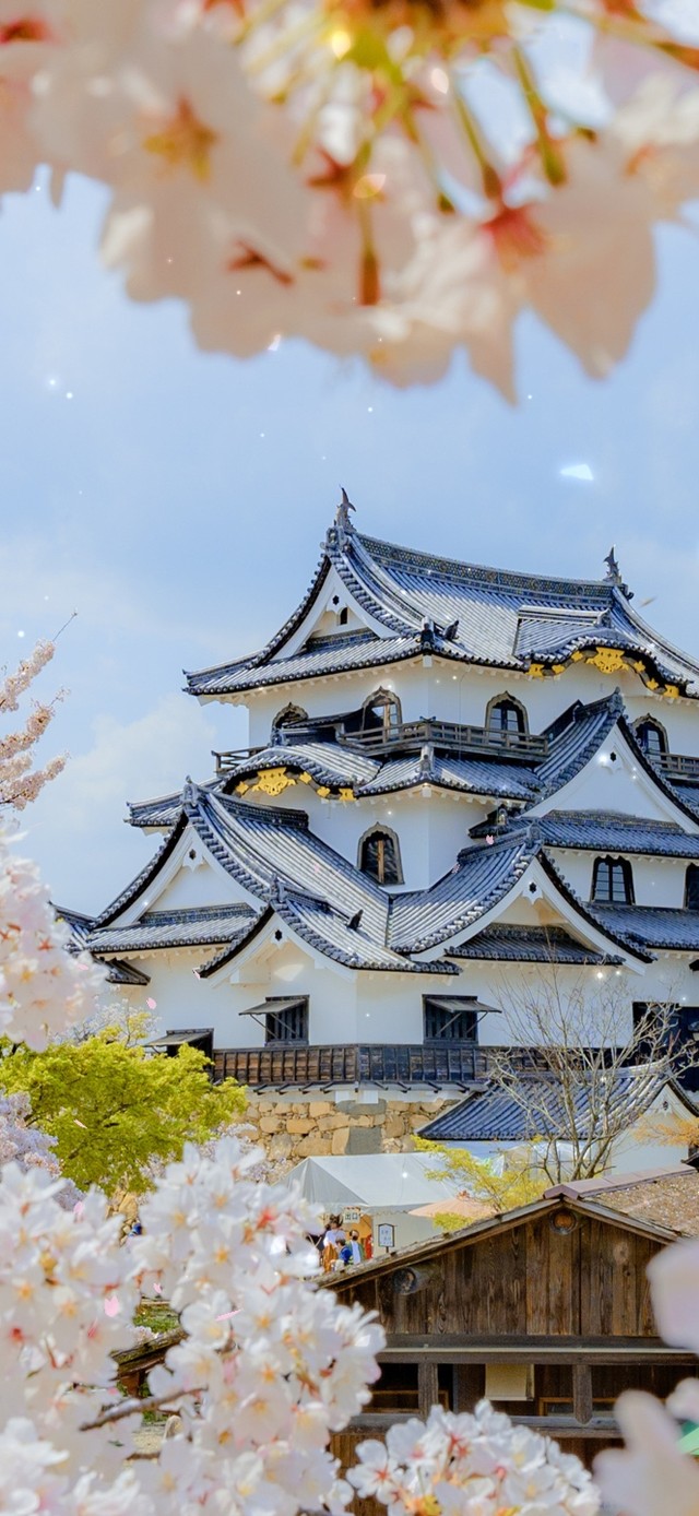 唯美治愈樱花城市