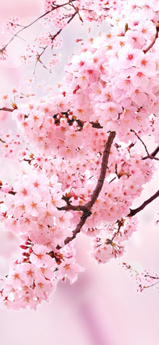 4k 春天绽放的粉嫩桃花