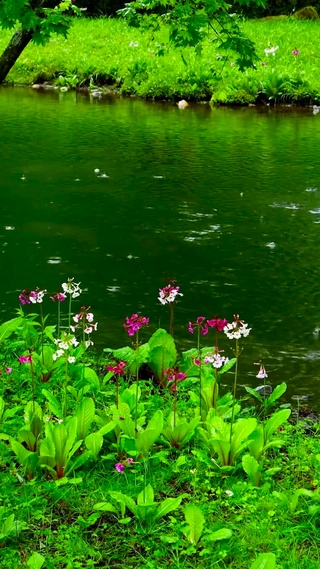 雨天清凉护眼溪流花草