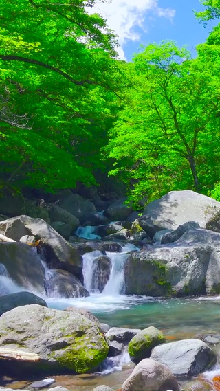 夏日绿林山涧