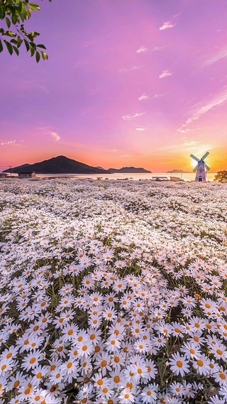 浪漫雏菊花海