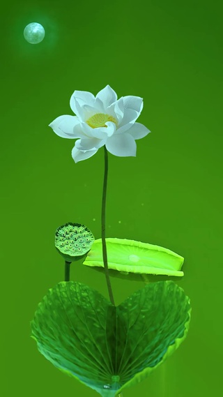 莲花一朵