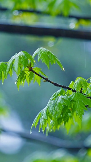 春雨