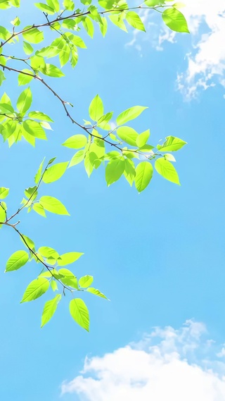 碧空翠影