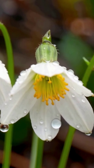 雨后小清新白色花朵在雨中伫立