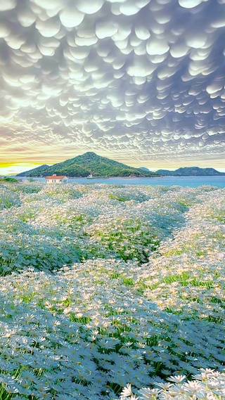 唯美雏菊花海