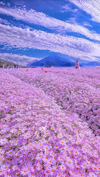 蓝天白云小雏菊