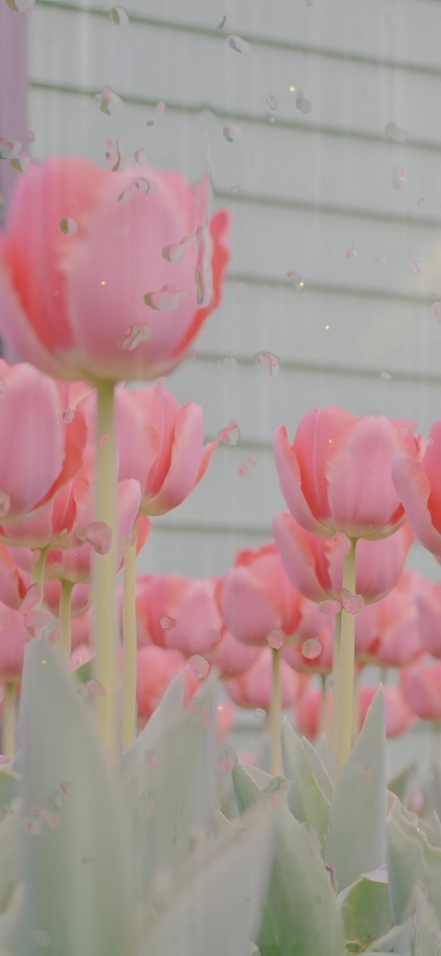 郁金香雨滴屏