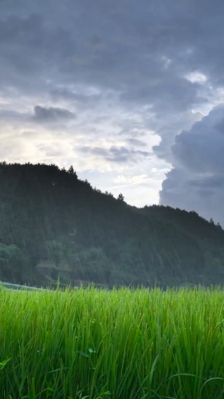 雨天乡村稻田