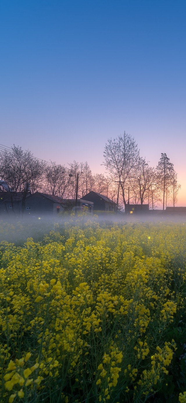 5K 春意盎然夕阳油菜花美景