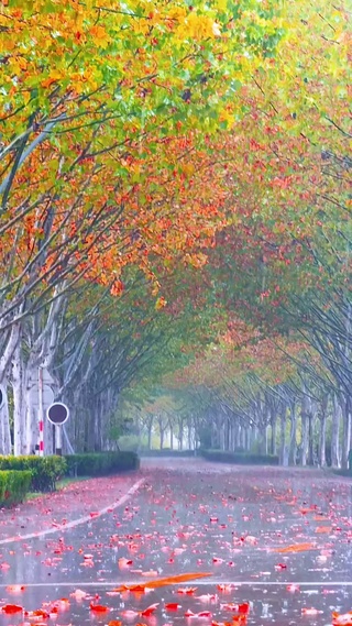 “如果秋风能带走思念，就让落叶埋葬我的遗憾”