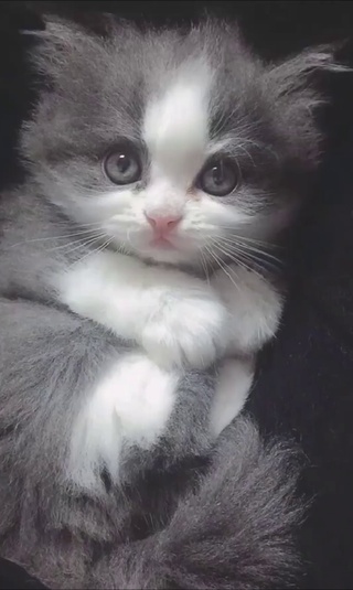 小猫咪