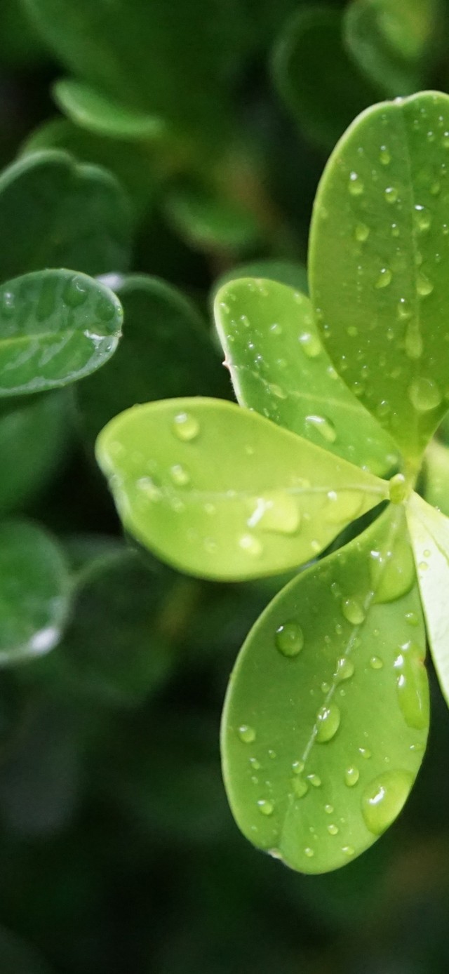 4k壁纸—护眼壁纸