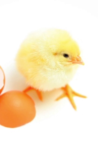 小鸡