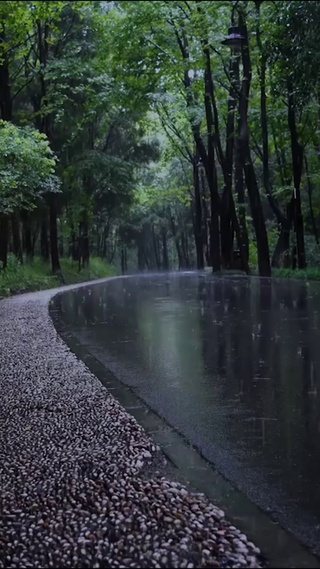 雨天的森林